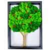 albero-mele-licheni-stabilizzati
