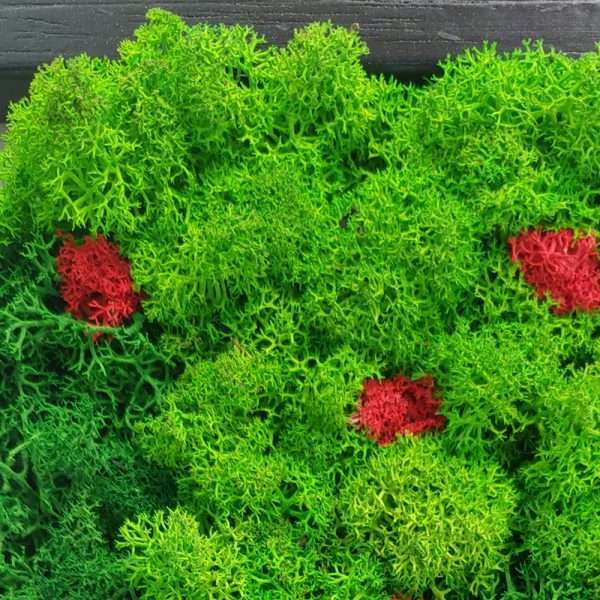 quadro-licheni-stabilizzati-albero-mele-2