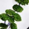 quadro-licheni-stabilizzati-albero-streblus-2