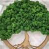 quadro-licheni-stabilizzati-albero-vita-trasparente-2