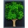 quadro-albero-grande-licheni-stabilizzati-roma