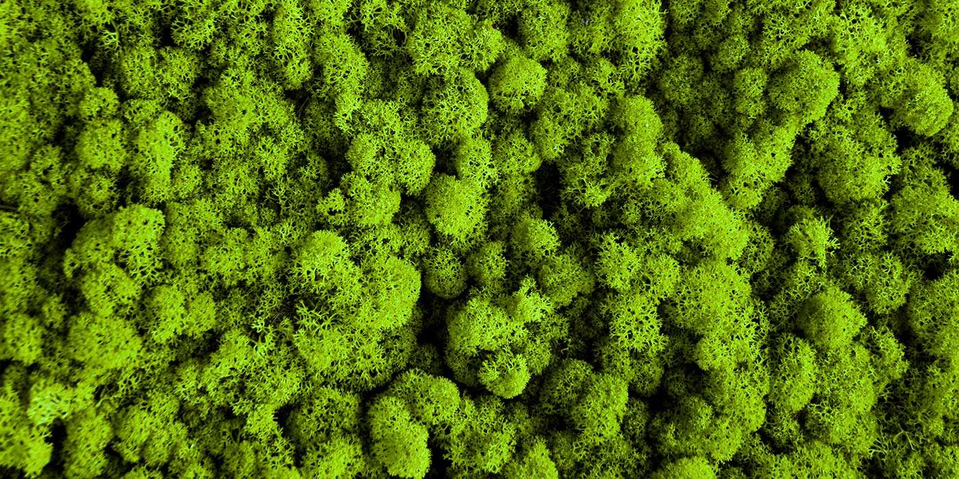 Verde Stabilizzato: La Guida Completa